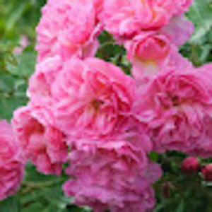 Meet your Posher, Marianne